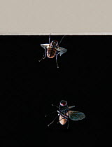 Common housefly (Musca domestica) multiflash sequence of two images showing fly landing on ceiling, touching down on front feet and cart-wheeling down on remaining two pairs of feet.