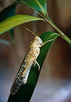 Desert locust (Schistocerca gregaria) adult