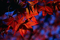Maple (Acer sp) leaves in autumn