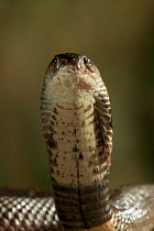 Spectacled cobra (Naja naja kaouthia) head raised in strike pose, controlled conditions