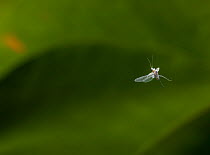 Woolly aphid (Eriosoma lanigerum) in flight, UK