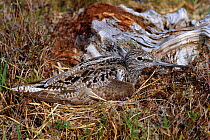 Greenshank (Tringa negularia) camouflaged on nest on ground, Scotland, UK
