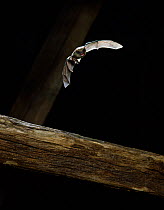 Pipistrelle bat (Pipistrellus sp) in flight, controlled conditions