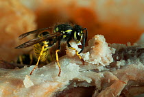 Common wasp (Vespula vulgaris) feeding on chicken meat, UK