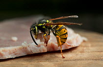 Common wasp (Vespula vulgaris) about to take-off with piece of ham meat, UK