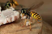 Common wasp (Vespula vulgaris) taking-off with piece of ham meat, UK