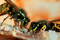 Common wasp (Vespula vulgaris) feeding on chicken meat, UK
