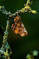 Early thorn moth (Selenia dentaria) one of the very rare examples of a moth that holds its wings flat over its back like a butterfly.