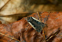 Flame shoulder moth (Ochropleura plecta) on fallen leaf, UK