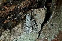 Grey dagger moth (Acronicta psi) camouflaged on stone, UK