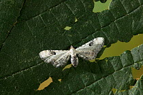 Lime speck pug moth (Eupithecia centaureata) Example of bird-dropping cryptic colouration