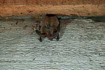 Long eared bat (Plecotus auritus) roosting under eaves, UK