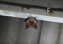 Long eared bat (Plecotus auritus) roosting under eaves, UK