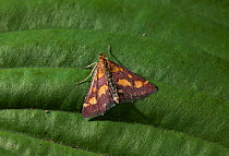 Common crimson and gold moth (Pyrausta purpuralis) resting on leaf, UK