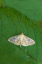 Morther of pearl moth (Pleuroptya ruralis) resting on leaf, UK