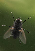 Muscid fly (Muscidae) on glass, viewed from under the glass showing feet, UK, controlled conditions