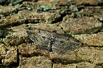 Great oak beauty moth (Hypomecis roboraria) camouflaged on bark, UK