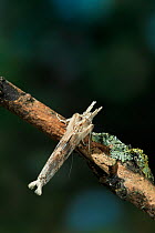 Pale prominent moth (Pterostoma palpina) UK