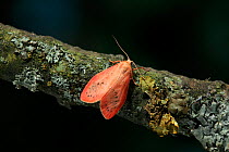 Rosy footman moth (Miltochrista miniata) UK