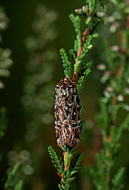 True lover's knot moth (Lycophotia porphyrea) on heather, UK