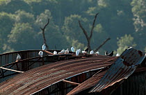 Tumbler pigeons / Rock doves (Columba livia) on corrugated iron roof, UK