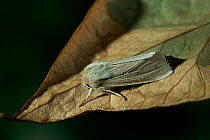 Common wainscot moth (Mythimna pallens) on leaf, UK