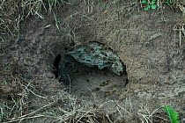 Underground Wasp nest after badger attack, UK