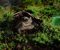 Common european toad (Bufo bufo) UK
