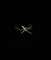 Mosquito (Aedes sp) in flight