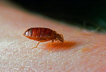 Bedbug (Cimex lectularius) feeding on human skin, UK