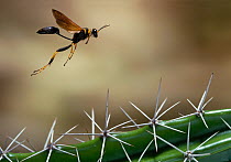 Mud dauber wasp (Sceliphron caementarium) in flight over cactus spines, Everglades, Florida. Controlled conditions.