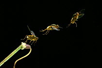 Yellow dung fly (Scatophaga stercoraria) taking off, multiflash sequence of three images, UK. Controlled conditions.