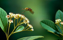 Yellow dung fly (Scatophaga stercoraria) in flight, UK