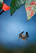 Squash bug / Stink bug (Acanthocephala granulosa) in flight, Florida, USA