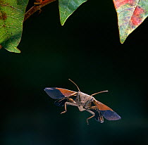 Squash bug / Stink bug (Acanthocephala granulosa) in flight, Florida, USA