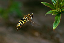 Hoverfly (Syrphus lunigar) hovering, UK