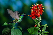 Sparkling violetear hummingbird (Colibri coruscans) in flight, feeding from flower