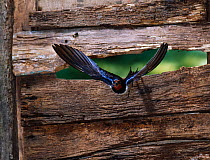 Barn swallow (Hirundo rustica) flying through gap in stable door, UK