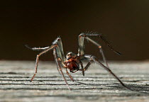 Common house spider (Tegenaria domestica) cleaning foot with chelecerae, UK