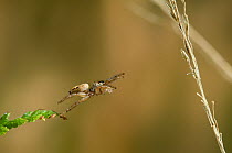 Jumping spider (Evarcha arcuata) jumping