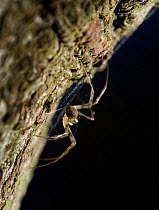 Invisible spider (Drapetisca socialis) UK