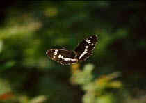 White admiral butterfly (Limenitis camilla) in flight