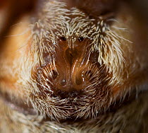 Close up of epigyne of Nursery web spider (Pisaura mirabilis) UK