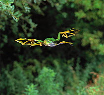 Wallace's gliding frog (Rhacophorus nigropalmatus) flying, controlled conditions