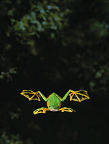 Wallace's gliding frog (Rhacophorus nigropalmatus) flying, controlled conditions
