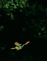 Jade tree frog (Rhacophorus dulitensis) gliding between trees, controlled conditions