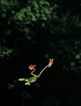 Jade tree frog (Rhacophorus dulitensis) gliding between trees, controlled conditions