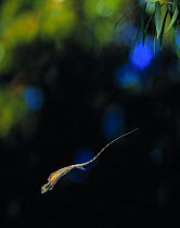 Flying dragon lizard (Draco volans) gliding, from Indonesia, controlled conditions