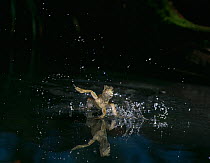 Giant sailfin dragon lizard (Hydrosaurus pustulatus) running over water, from Indonesia, controlled conditions