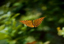 Silver washed fritillary butterfly (Argynnis paphia) in flight, female